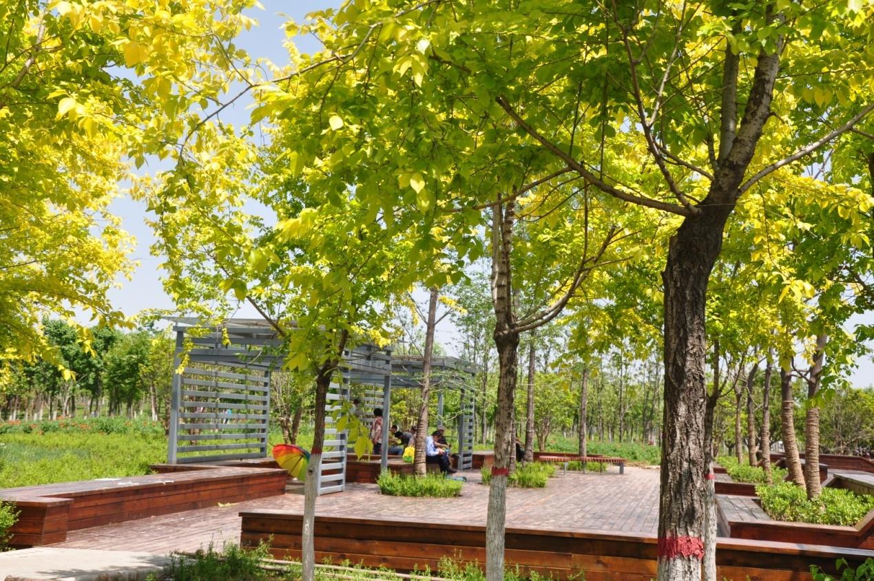 洨河公园景观绿化工程